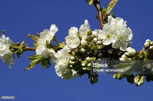 Kirschblüten Na Frente De Um Céu Azul - Fotografias de stock e mais imagens de Abril - Abril, Ao Ar Livre, Azul
