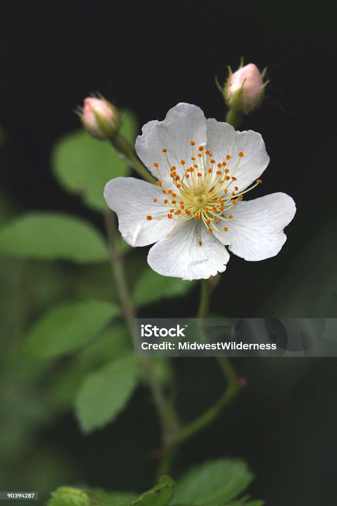 Weiße Blume - Lizenzfrei Blume Stock-Foto