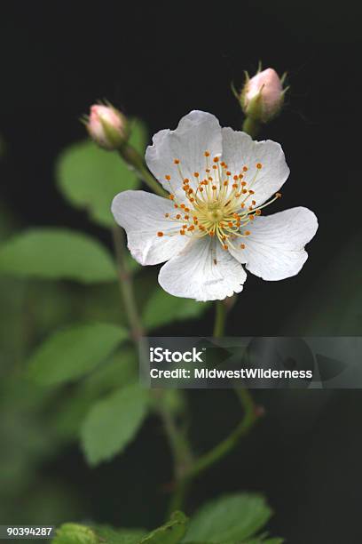 Weiße Blume Stockfoto und mehr Bilder von Blume - Blume, Blüte, Blütenblatt