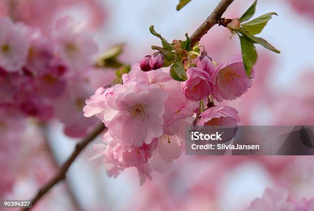 Sognare Rosa - Fotografie stock e altre immagini di Ambientazione esterna - Ambientazione esterna, Bocciolo, Capolino