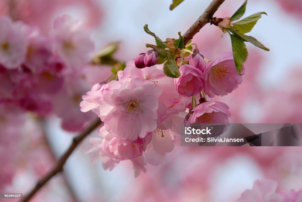 dreaming pink  Beginnings Stock Photo