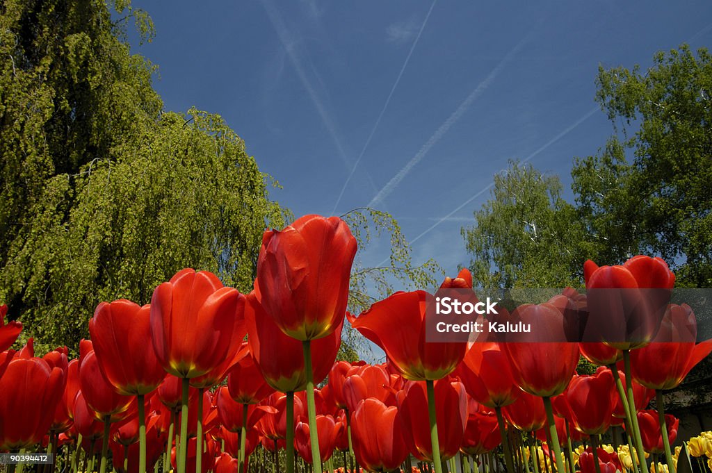 Tulipano in giardino - Foto stock royalty-free di Aereo di linea