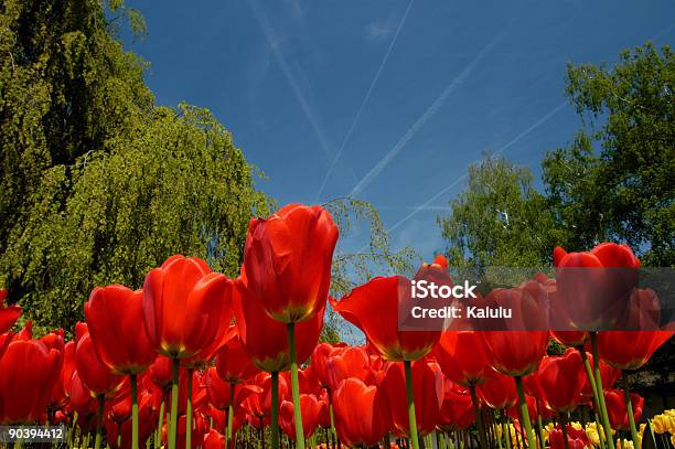 Tulipano In Giardino - Fotografie stock e altre immagini di Aereo di linea - Aereo di linea, Aiuola, Albero