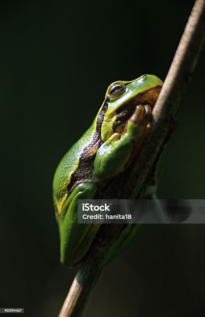 Rana di albero - Foto stock royalty-free di Ambientazione esterna