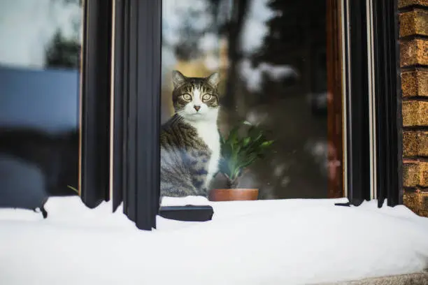 Photo of Cat looking outside through the window of a house