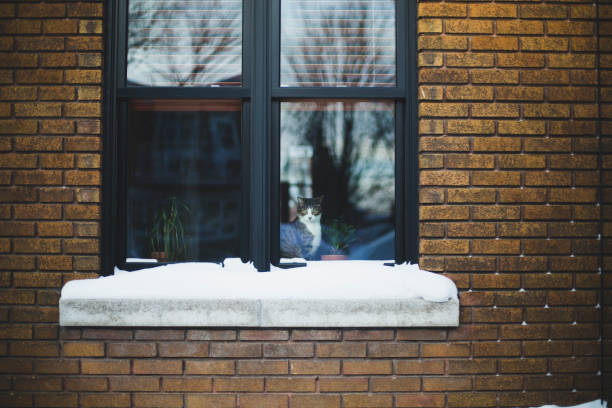 istock Cat looking outside through the window of a house 903945270