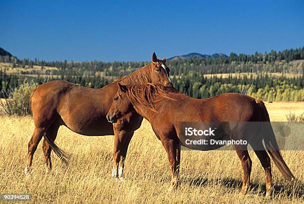 Insieme - Fotografie stock e altre immagini di Ambientazione esterna - Ambientazione esterna, Animale, Animale domestico