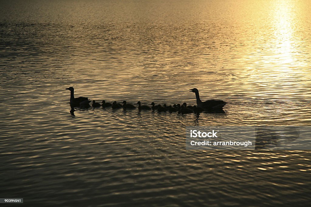 Junge Entenküken bei Sonnenuntergang - Lizenzfrei Aquatisches Lebewesen Stock-Foto