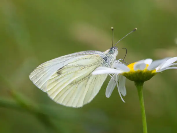 Nectar-sucking butterfly (rapeseed white) on a flower. Lateral mounting.