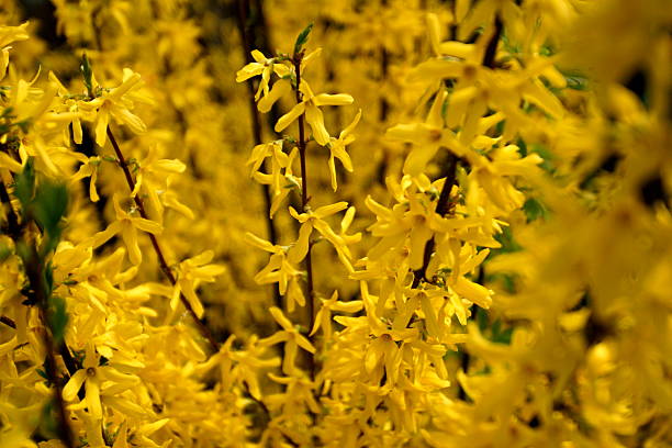 such a  mess of yellow flowers stock photo