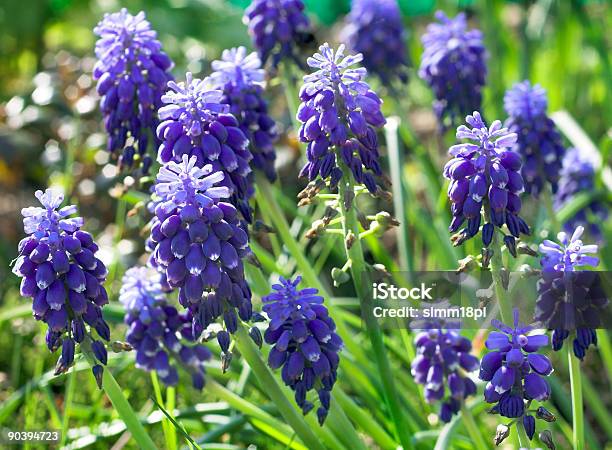Flores De Violeta - Fotografias de stock e mais imagens de Ao Ar Livre - Ao Ar Livre, Cabeça de Flor, Canteiro de flores