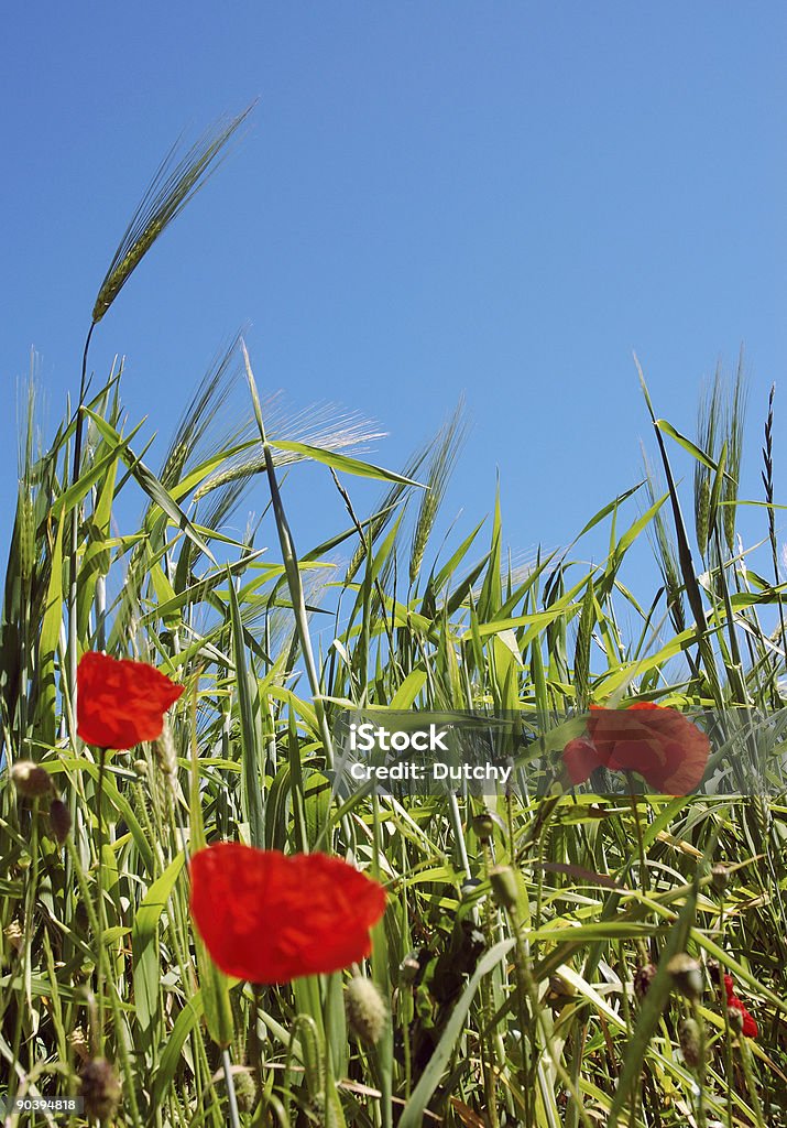 Weizen oder Mais Poppies - Lizenzfrei Baumblüte Stock-Foto