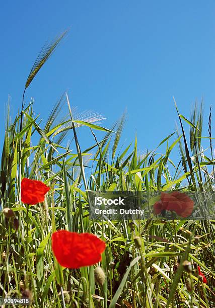 Weizen Oder Mais Poppies Stockfoto und mehr Bilder von Baumblüte - Baumblüte, Blau, Blume