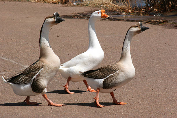 gansos hit the streets - walking bird teamwork water bird imagens e fotografias de stock