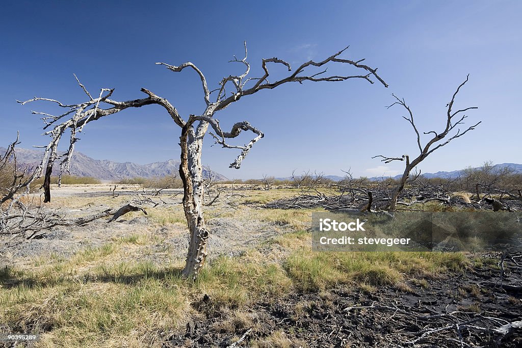 Eagle Borax resorte, Death Valley - Foto de stock de California libre de derechos