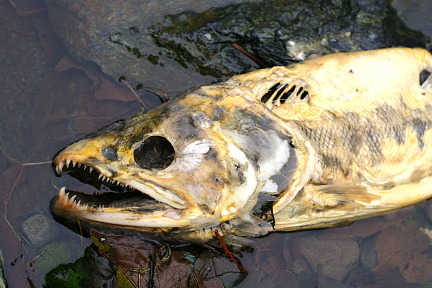 40+ Fish Animal Bone Dead Animal Salmon Stock Photos, Pictures