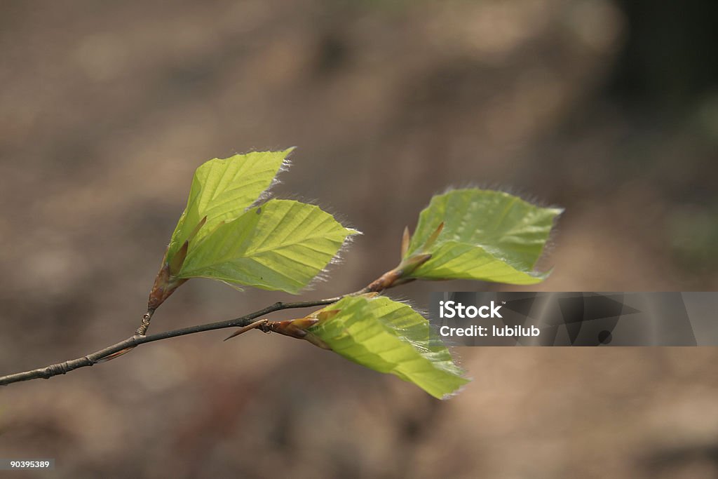 Junge Buche Blätter im Frühling - Lizenzfrei Buche Stock-Foto