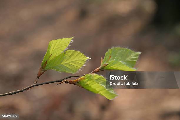 Junge Buche Blätter Im Frühling Stockfoto und mehr Bilder von Buche - Buche, Knospend, Anfang