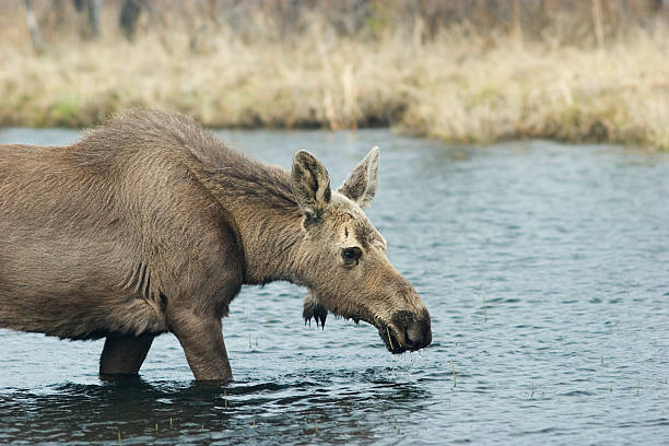 Young female moose  moose child rural scene horizontal stock pictures, royalty-free photos & images