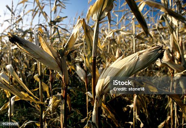 Corn Su Gambo - Fotografie stock e altre immagini di Agricoltura - Agricoltura, Ambientazione esterna, Autunno