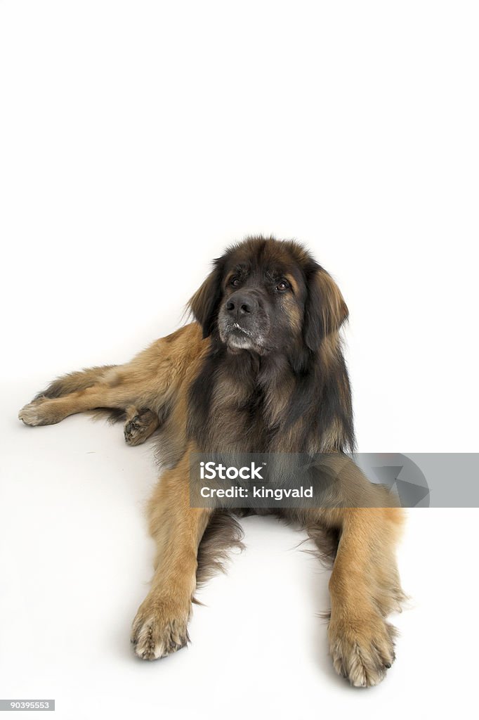 Léonberg - Photo de Animaux de compagnie libre de droits