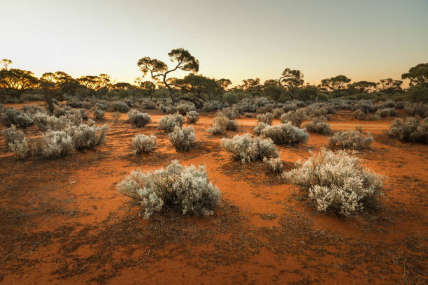 일몰에 남 호주 아웃백 풍경 - australia outback landscape desert 뉴스 사진 이미지