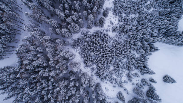 istock Aerial View of Frozen Forest 903956354