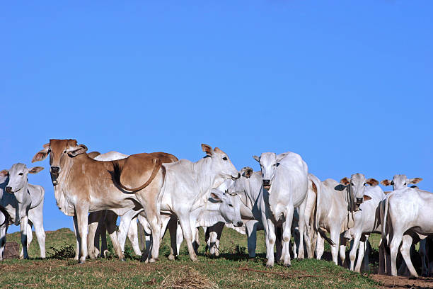 Cattle See my miscellaneous images serie by clicking on the image below: gaur stock pictures, royalty-free photos & images