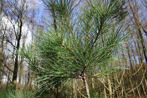 Albero di pino - foto stock