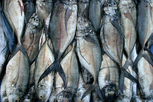 Fish background
