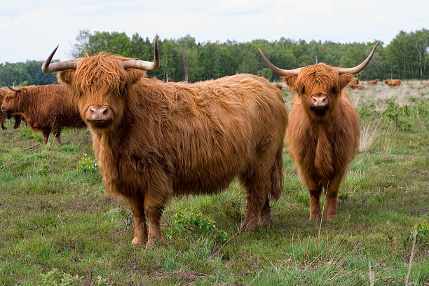 Cattle stock photo