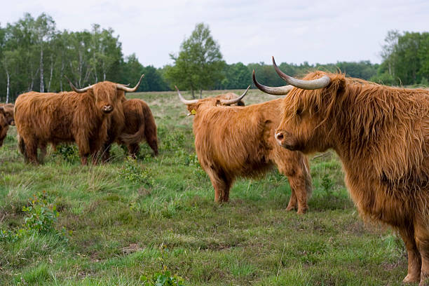 Cattle stock photo