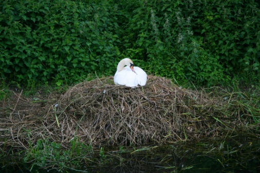 Coot on a nest in Verulamium Park, St Albans, Hertfordshire, England, UK.