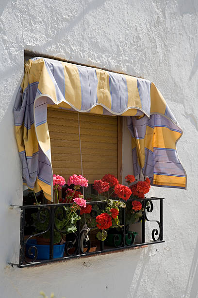 window with cultivated flower stock photo