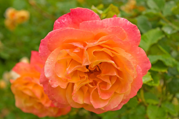istock Pink-orange rose in rose garden after rain. 903960384