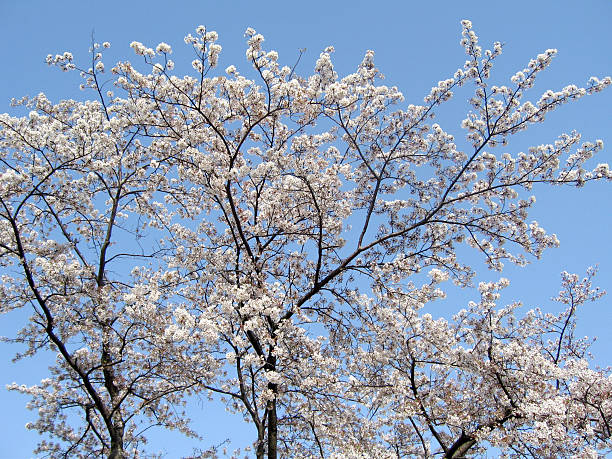 Cherry Blossom 1 stock photo