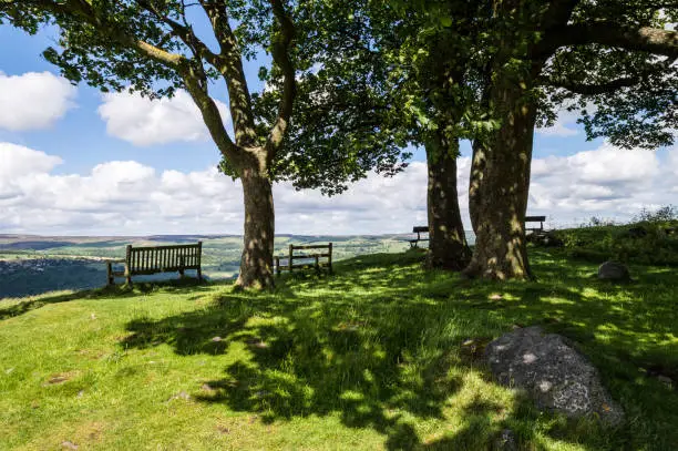 Trees provide shade on Ilkley moor, Yorkshire