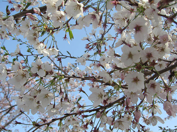 Cherry Blossom stock photo