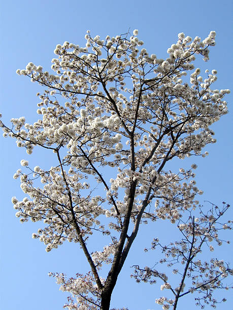 Cherry Blossom stock photo