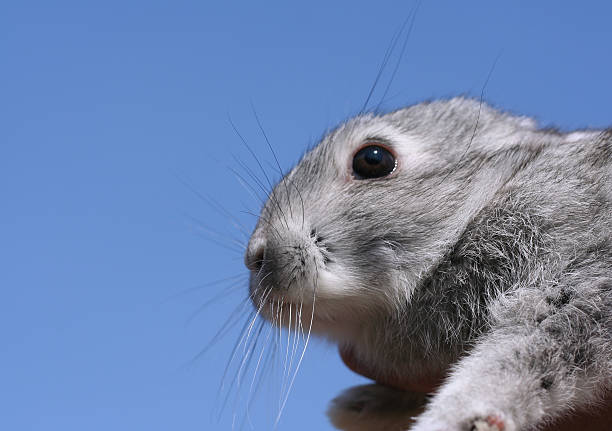 pequeno coelho no céu - easter remote blue cute imagens e fotografias de stock