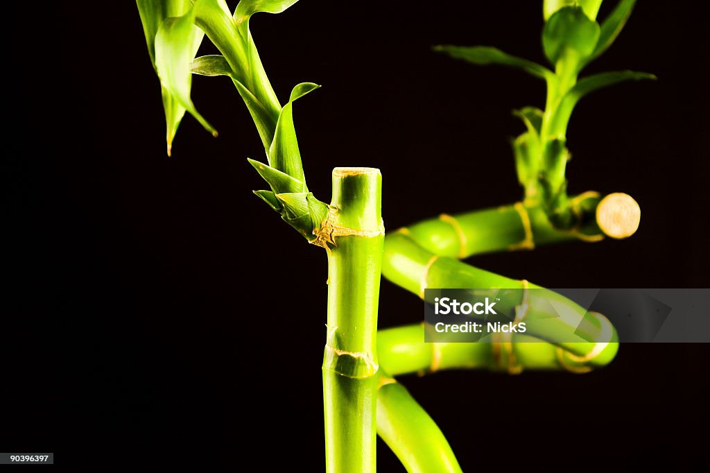 Crescimento-bambu - Royalty-free Bambu da sorte Foto de stock