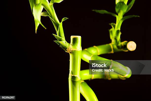 Crescimentobambu - Fotografias de stock e mais imagens de Bambu da sorte - Bambu da sorte, Zen, Abstrato