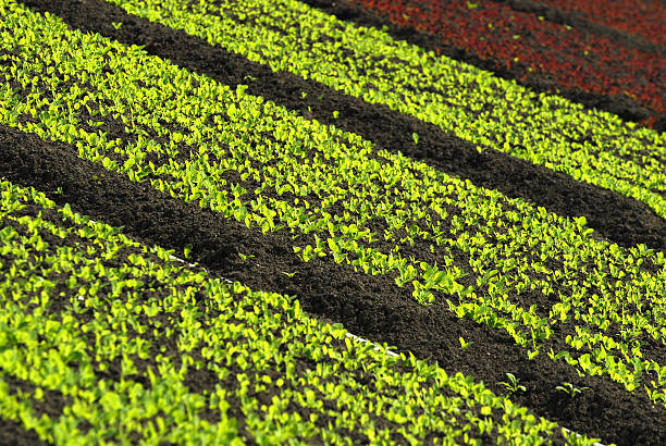 Lattuga Dettaglio campo - foto stock