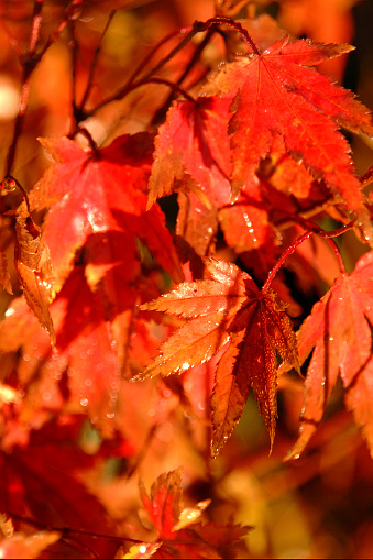 Colourful Japanese Maple background