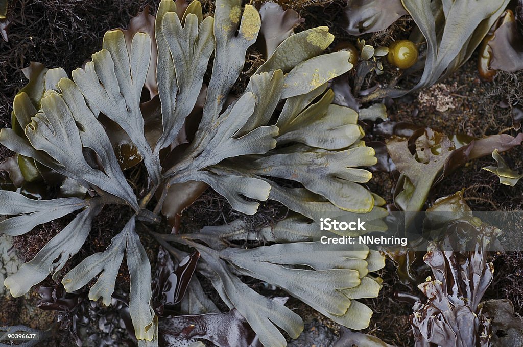 rockweed, Fucus gairdneri - Zbiór zdjęć royalty-free (Glony)