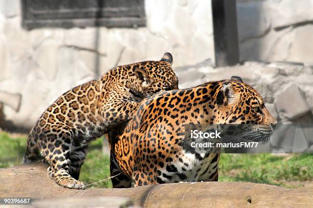 Foto de Mãe E Criança De Leopardo e mais fotos de stock de Alegria - Alegria, Amor, Animais de Safári