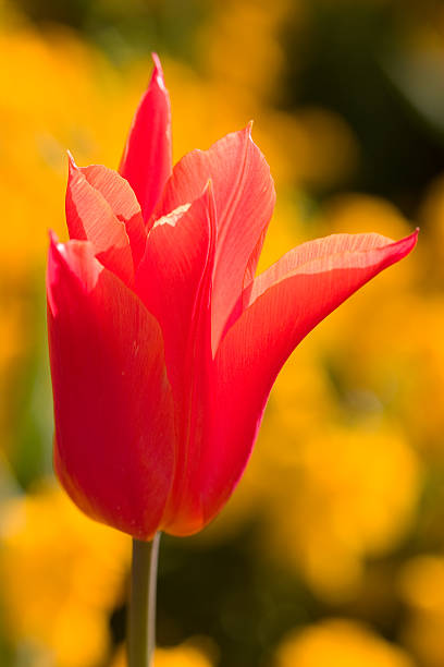 Tulipa vermelha com flores amarelas - foto de acervo