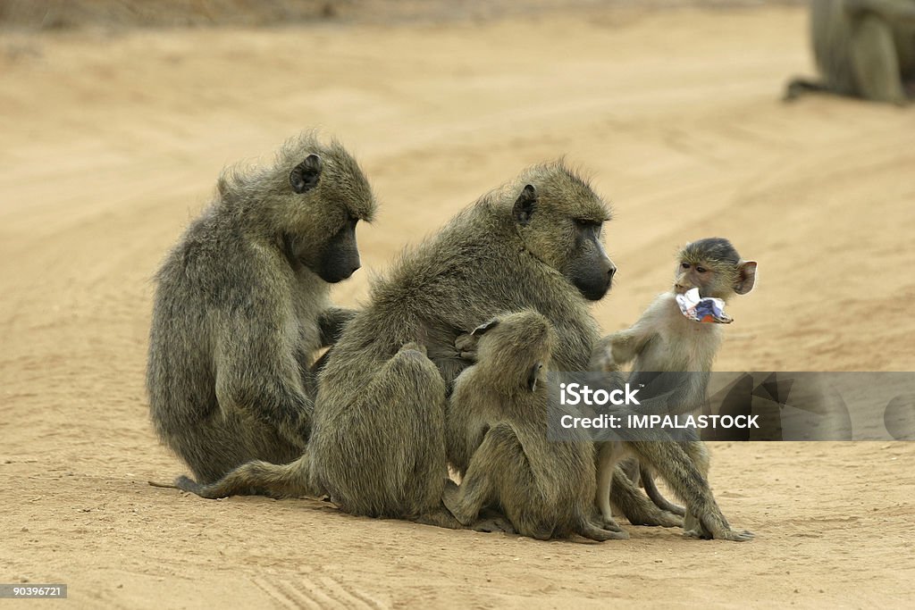 baboon mothers and infants  Africa Stock Photo