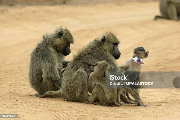 Baboon Mothers And Infants Stock Photo - Download Image Now - Africa, Animal Family, Animal Wildlife