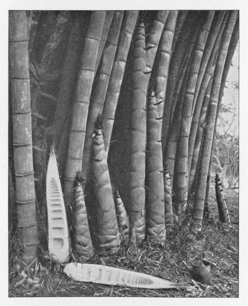 ilustraciones, imágenes clip art, dibujos animados e iconos de stock de giganteus de dendrocalamus o bambú gigante en ceilán británico - británico era - giant bamboo